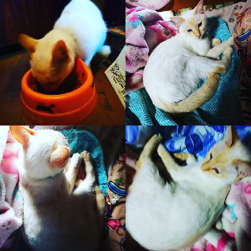 六回目、文豪とアルケミストについて