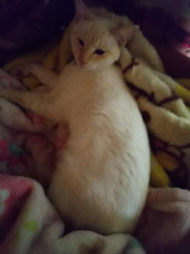 七回目、ヒプノシスマイクついて