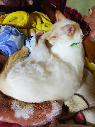 八回目の二、続・ 水害にあったことについて