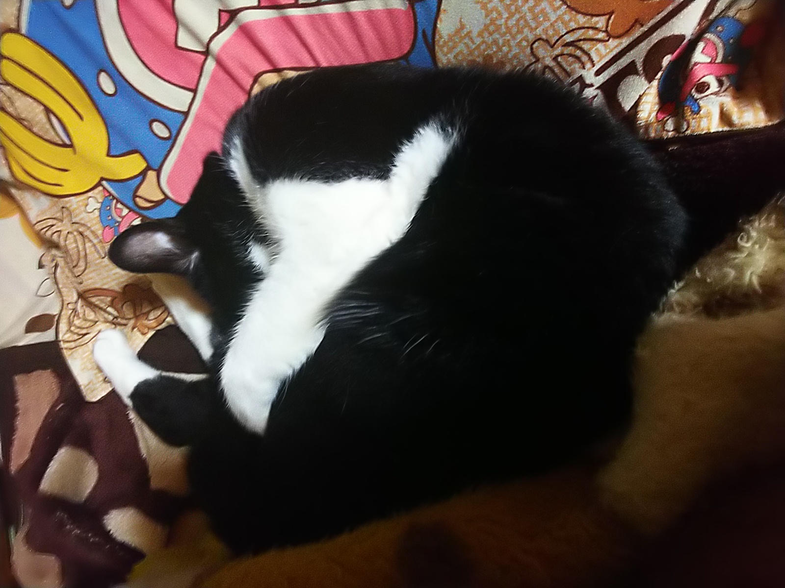 十五回目、刀剣乱舞について