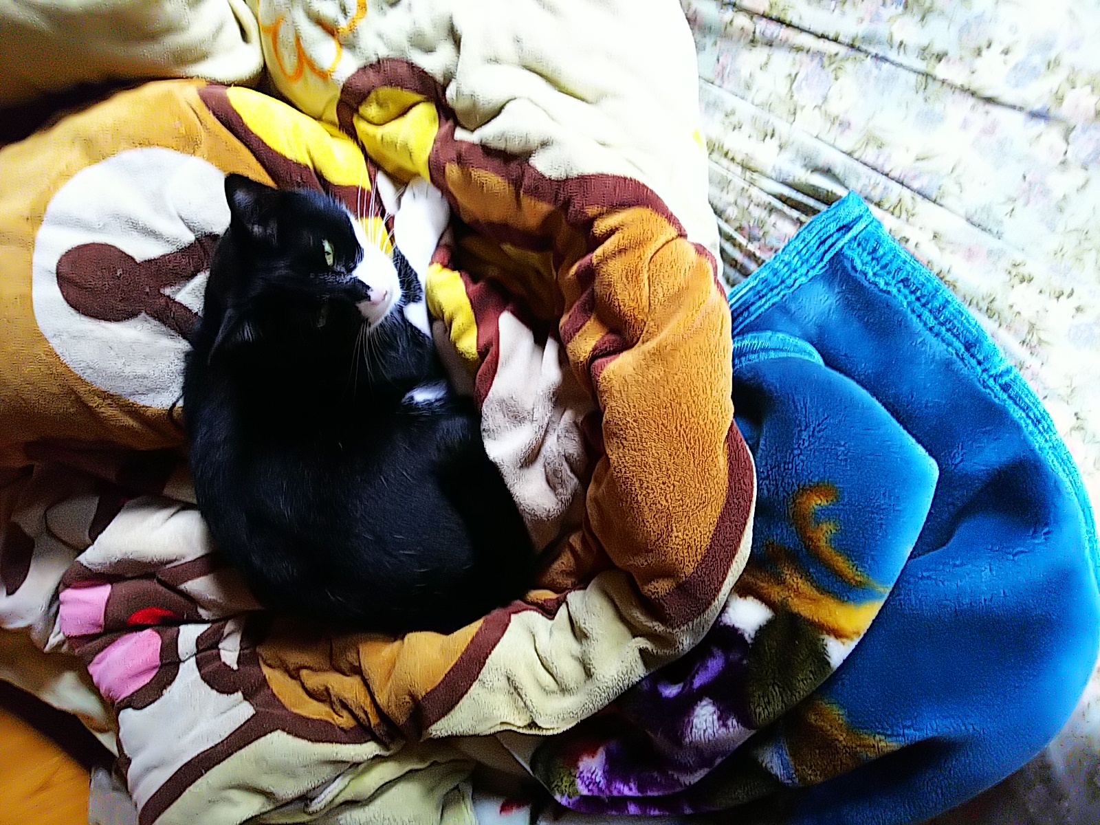 二十四回目、また近況