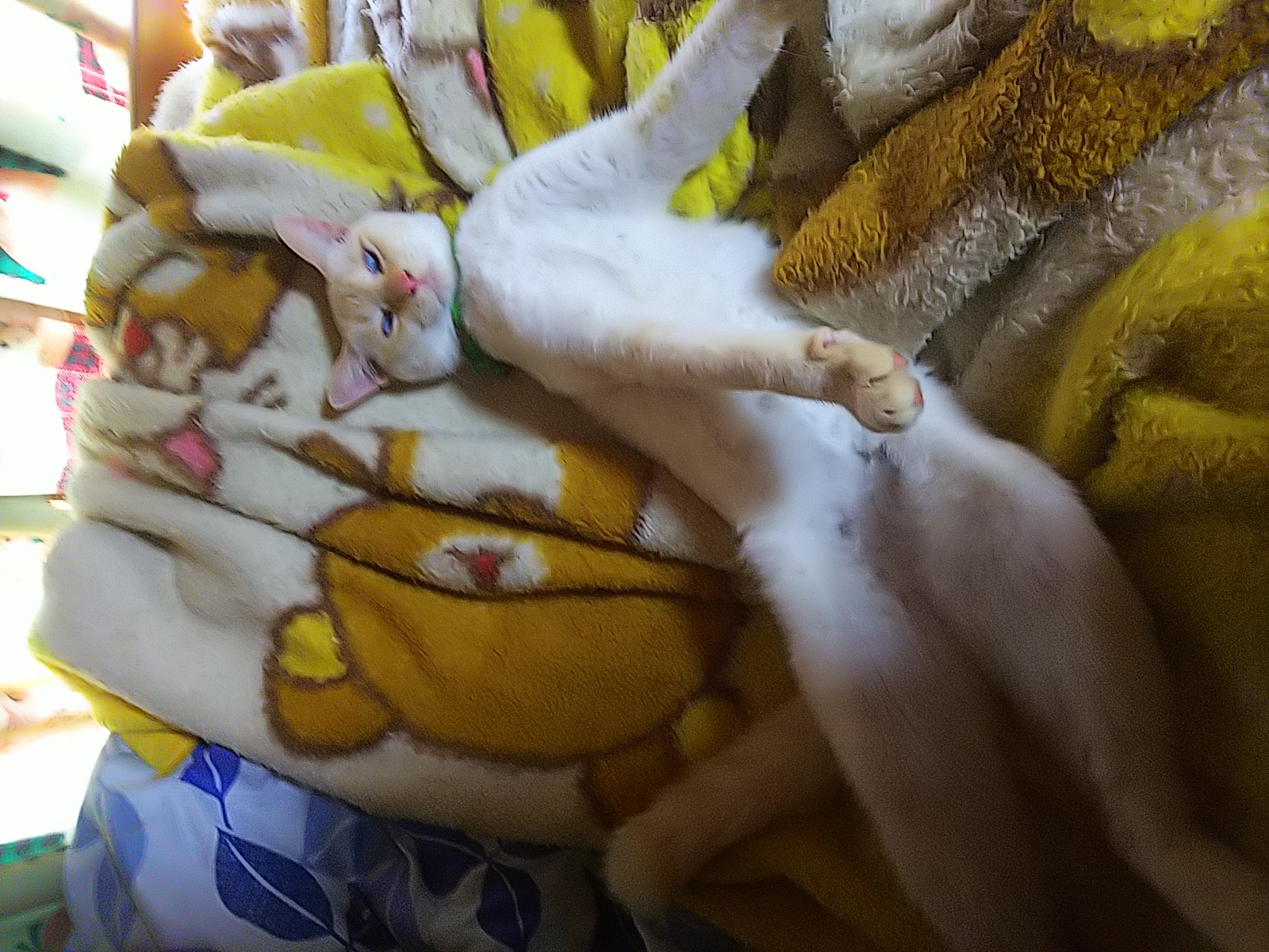 二十六回目、 被災後のことグダグダ