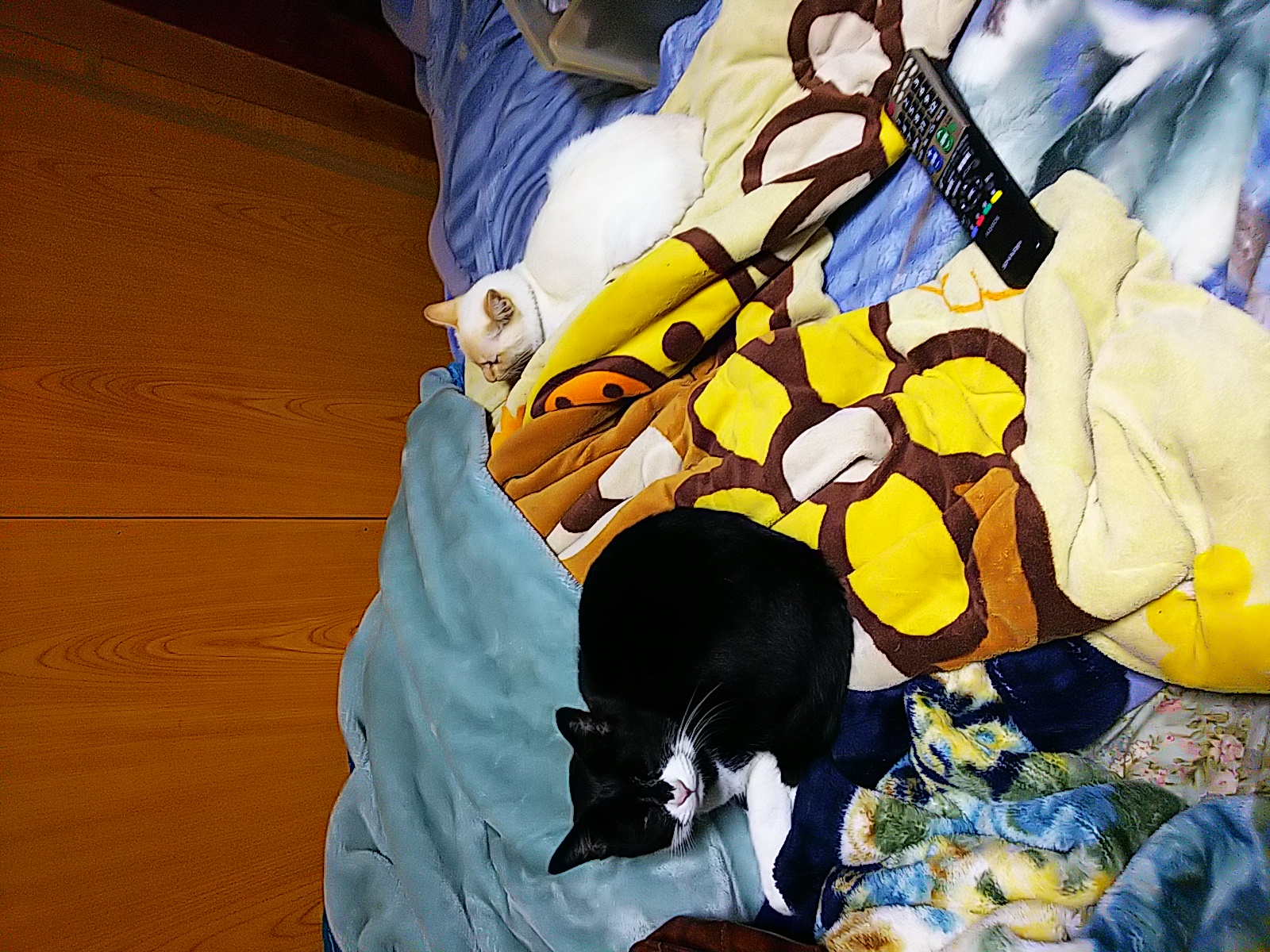 二十八回目、 被災して2ヶ月経った頃のことと ペットのこと