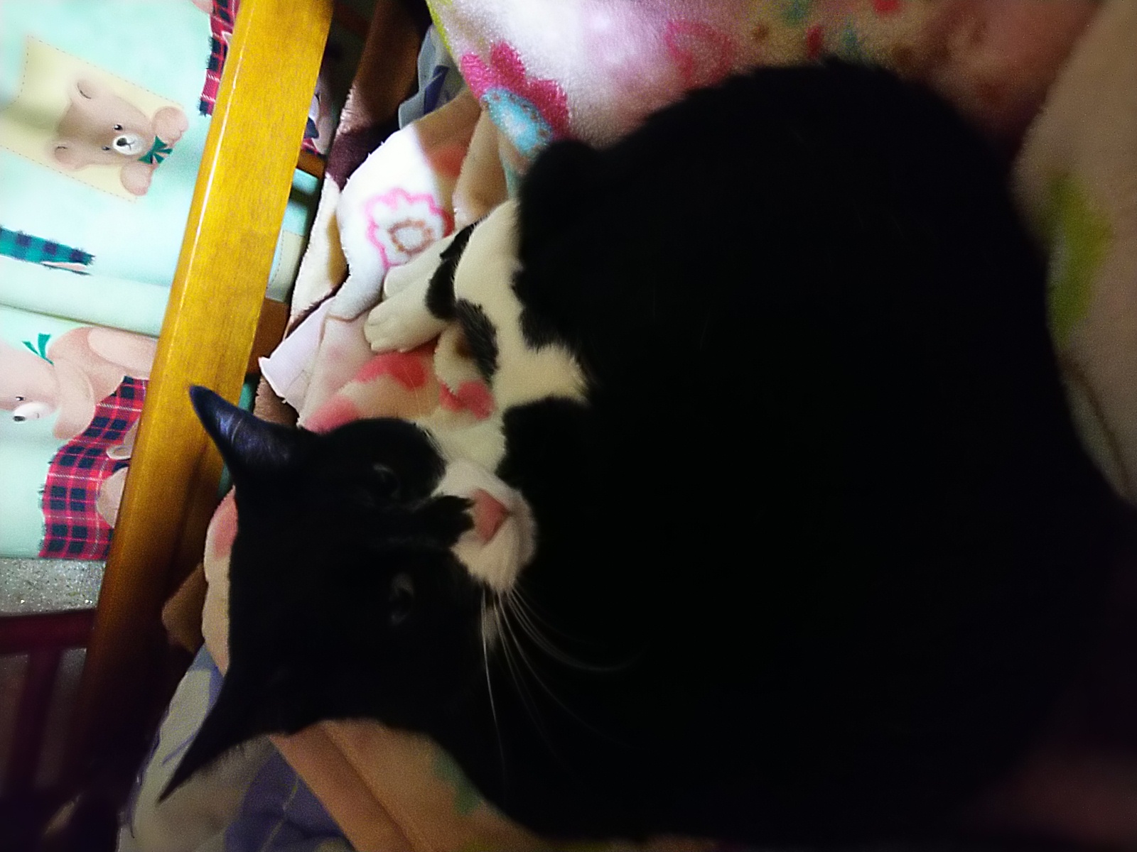 さんじゅっかいめ、近況のこと