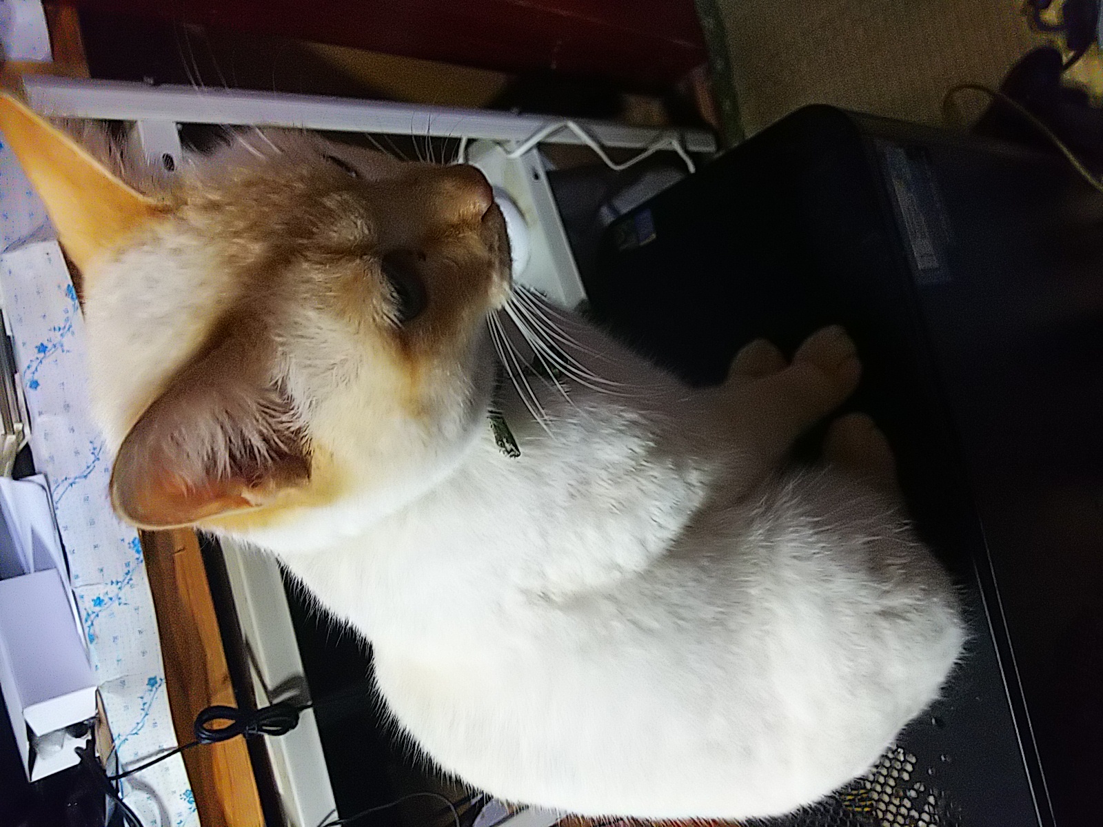 三十二回目、大晦日のこと