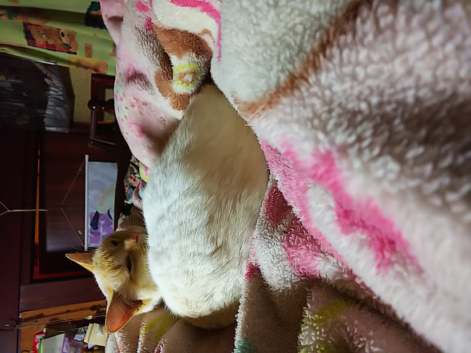 三十四回目、相棒のはなし