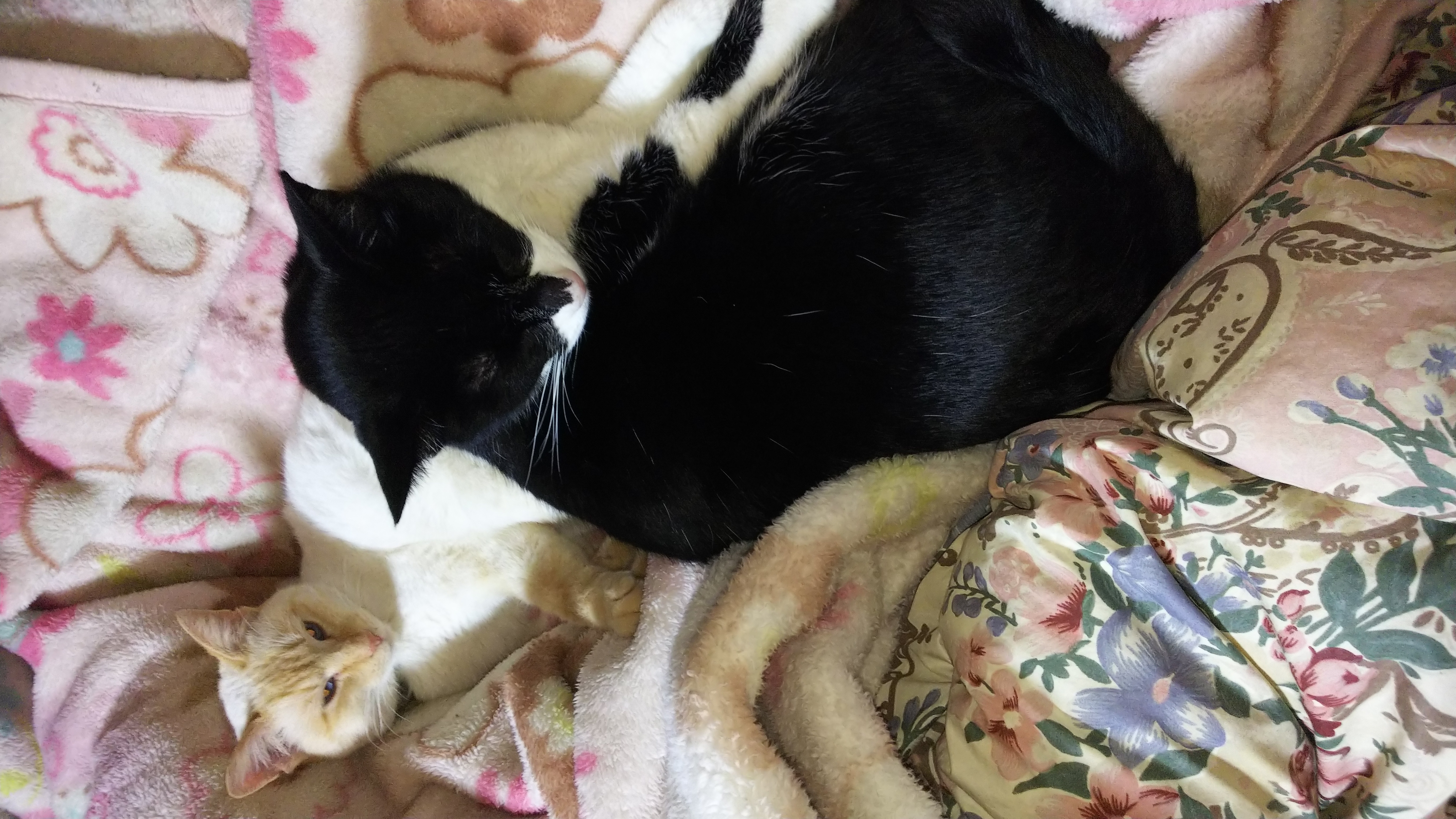 四十回目、最近のこと、ラノベやら猫やら