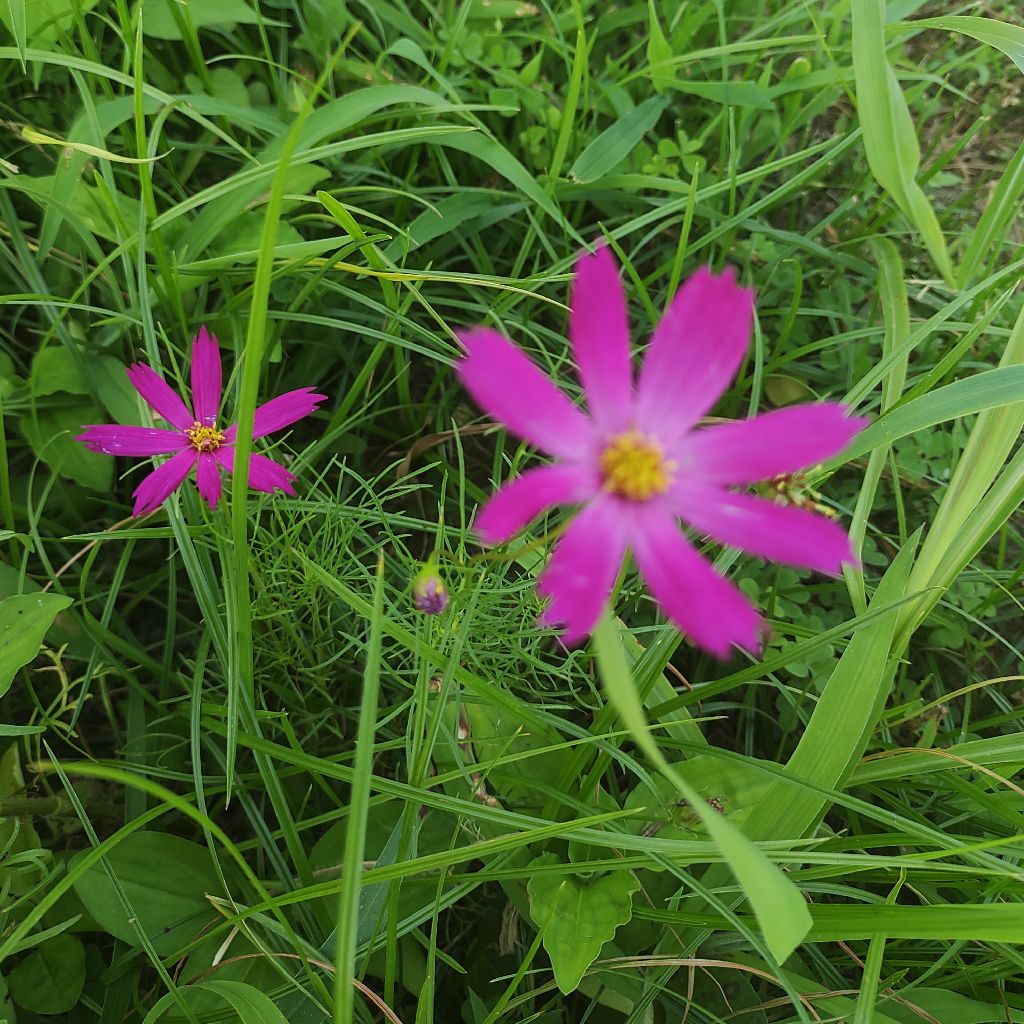 昨日見つけたコスモス暑さに負けずに咲いてました。