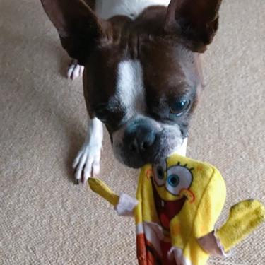 #5  ボストンテリアのミミと対談