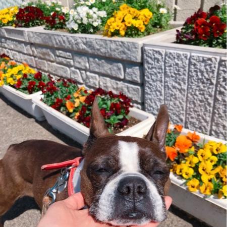 #14 犬の散歩てくてく