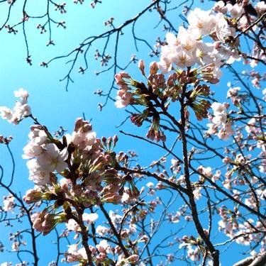 #29 Ann Chan Radioファンとして魅力を語ったよ！