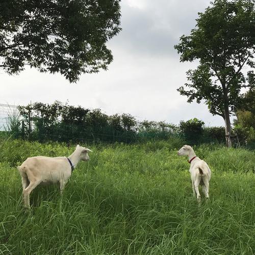 #32 「睡眠負債」と「速やかに寝るための10ヶ条」