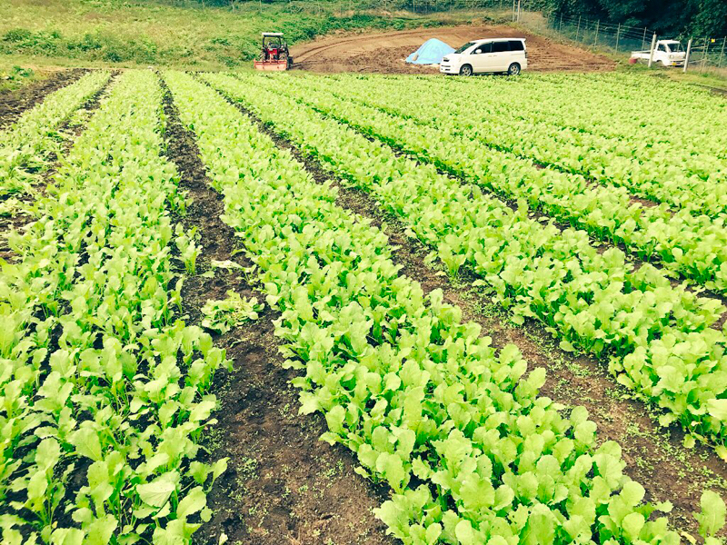 野沢菜の間引きをしながらの配信