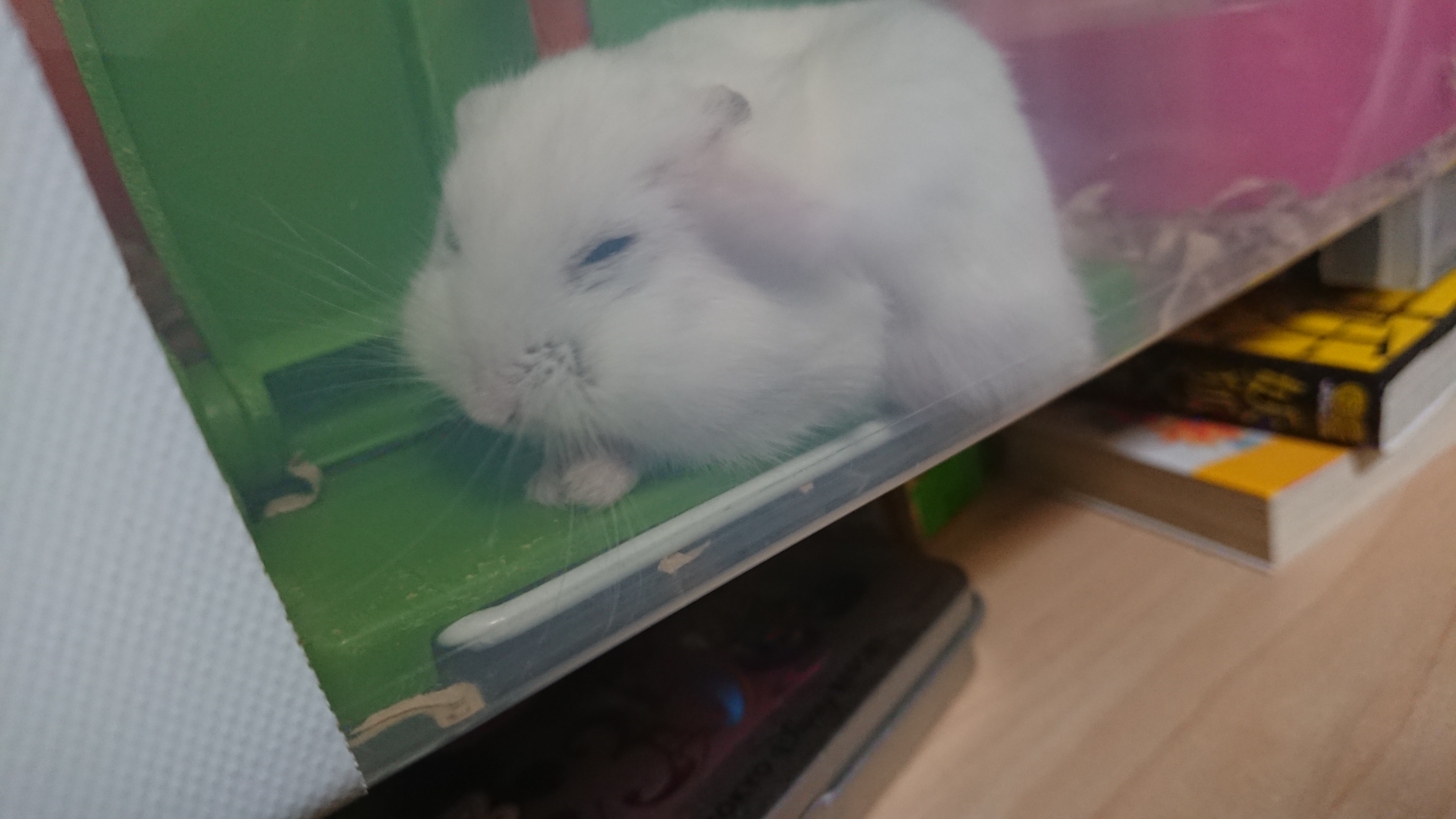 パワパフ本丸と桔梗本丸