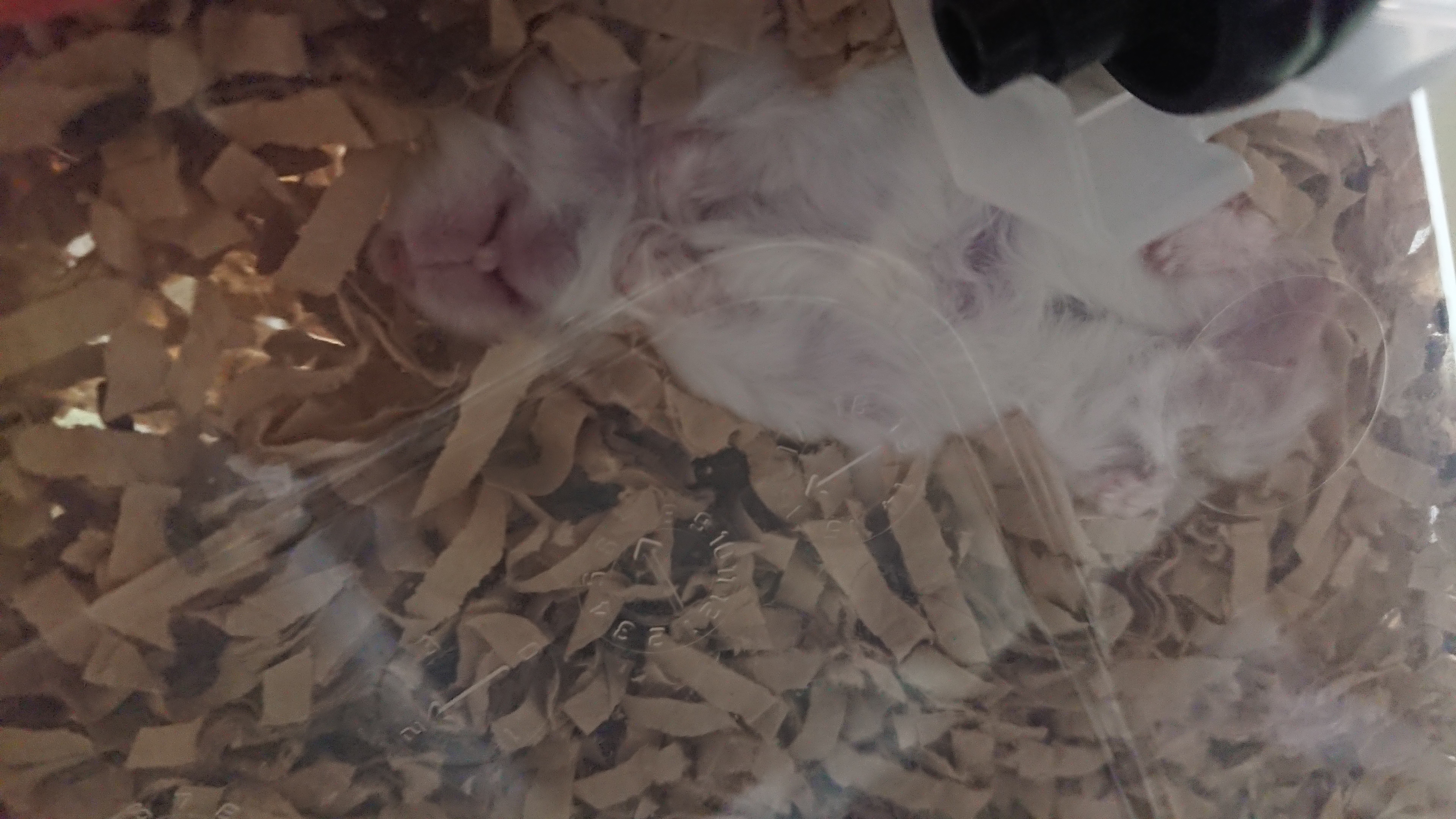 本丸語りするはずだった……