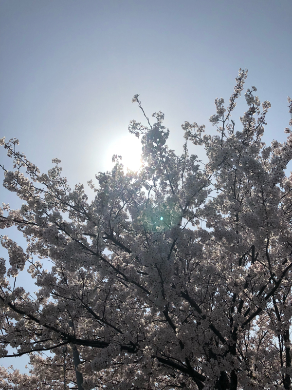 DJ Maimu × 2 の 語彙力養成所！！