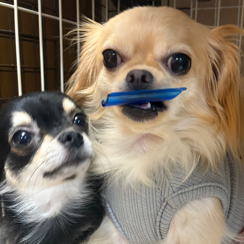 イタズラばかりのラッキー！またクリップを割られてしまった#478