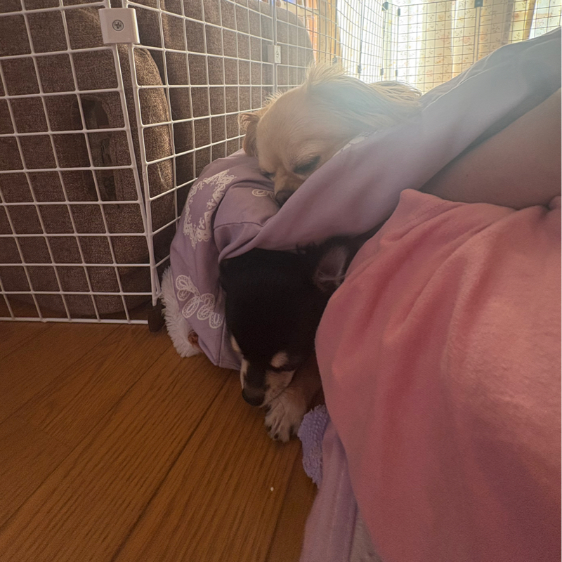 妹の上に乗っかってる姉のラッキー。1時間ほど鏡餅みたいな状態で寝てた仔犬たち#481