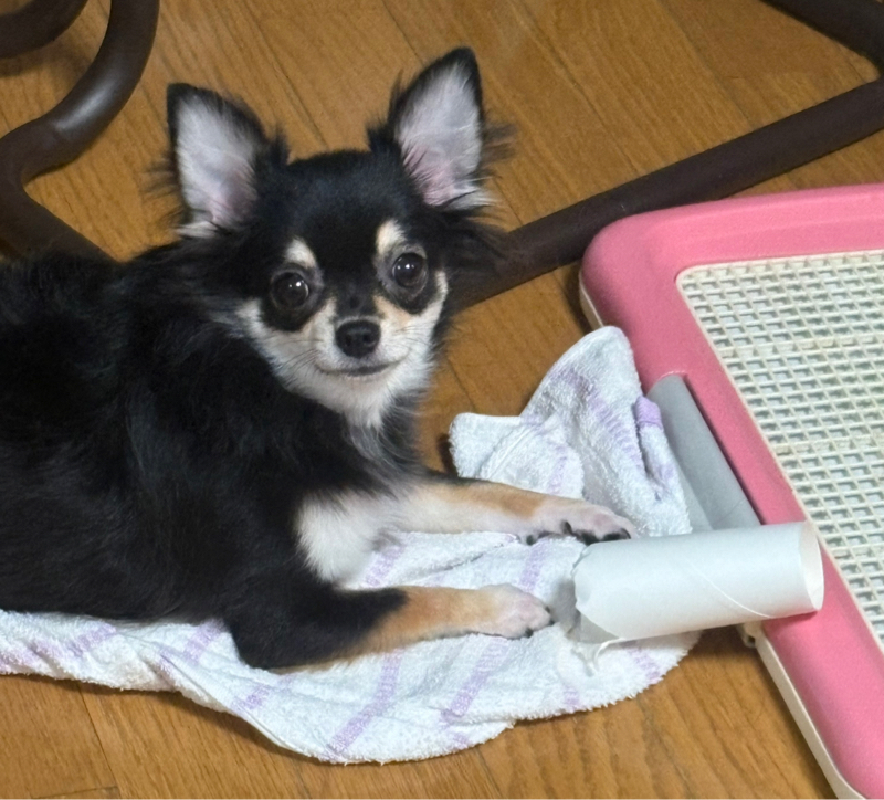 トイレットペーパーの芯を見つけて遊んでいるのがバレた時のおつきちゃん！最近おデブちゃんです#493