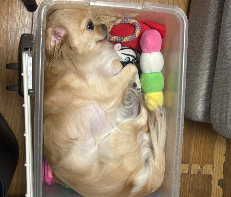 おもちゃ箱の中にピッタリとハマっているラッキーちゃん!可愛いすぎるぅ〜#505