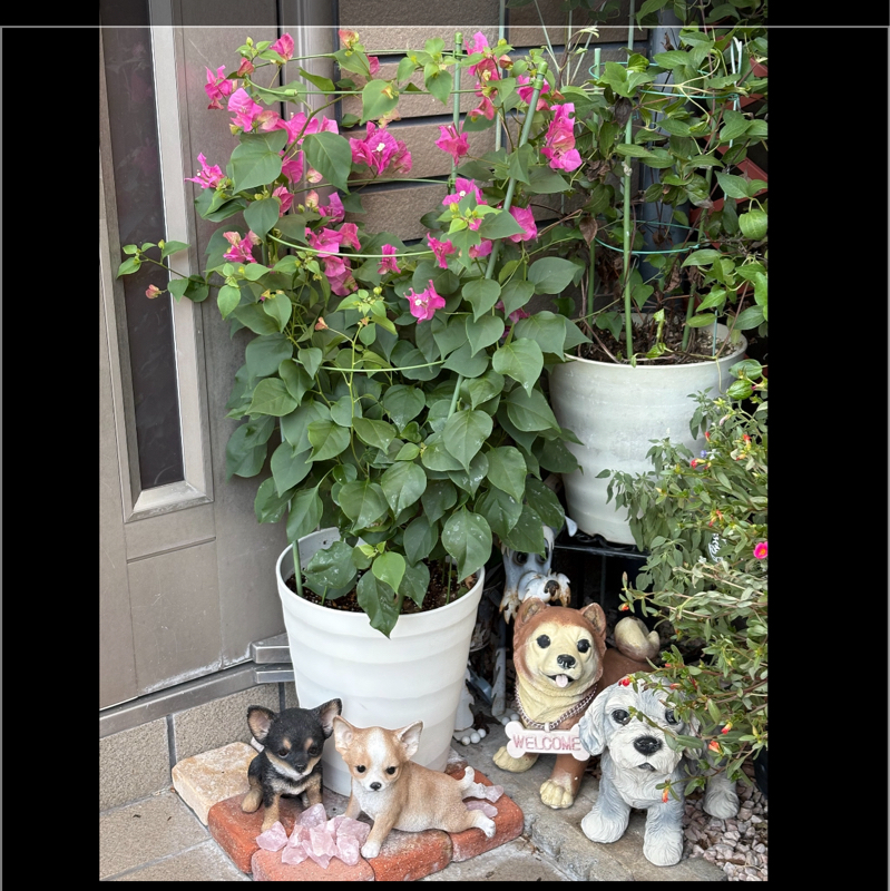 ラベンダーの次に好きな花のブーゲンビリア、玄関でキレイに咲いてます!#540