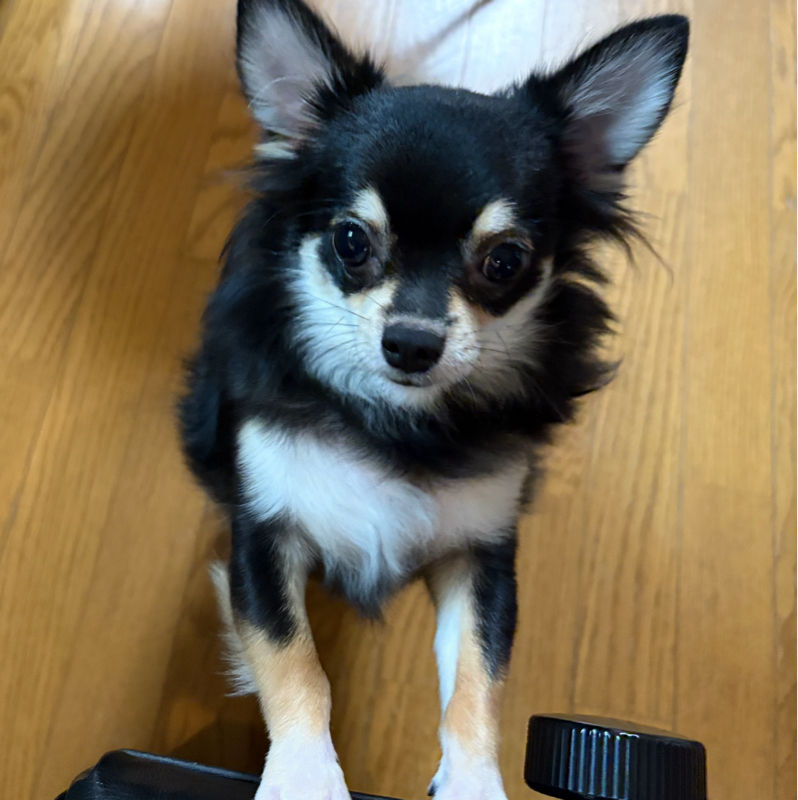 左膝が痛くって、連勤のせいかなぁ〜と思って薬を塗ろうとしたら 大きな青アザ?!いつ?なんで?#544