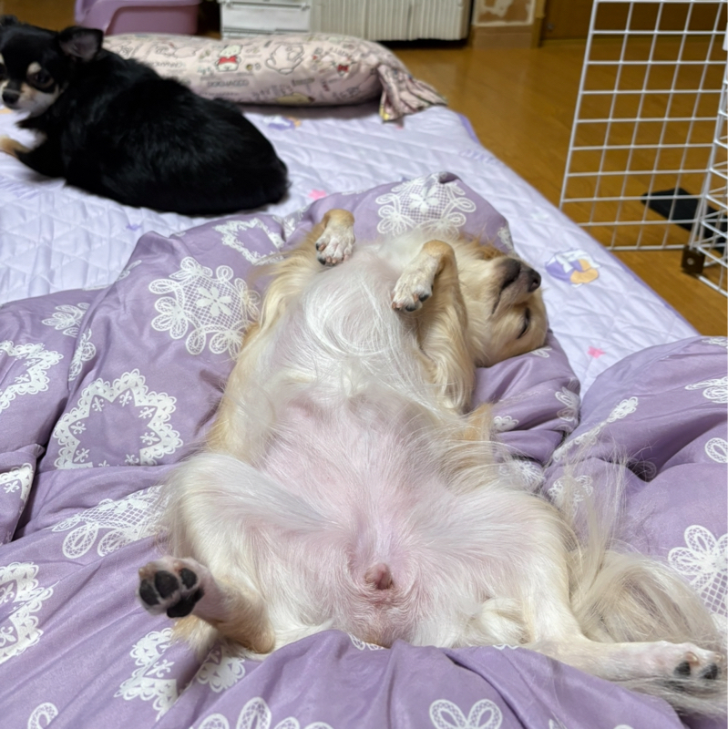 飼い主に似る?絶対ちがうッ!#548