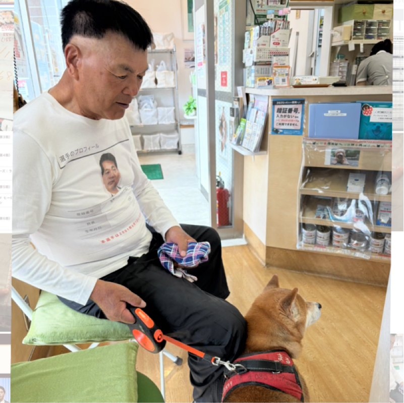 81才のお父ちゃんを老老介護してくれてる柴犬マルちゃん、動物病院に行く!#553