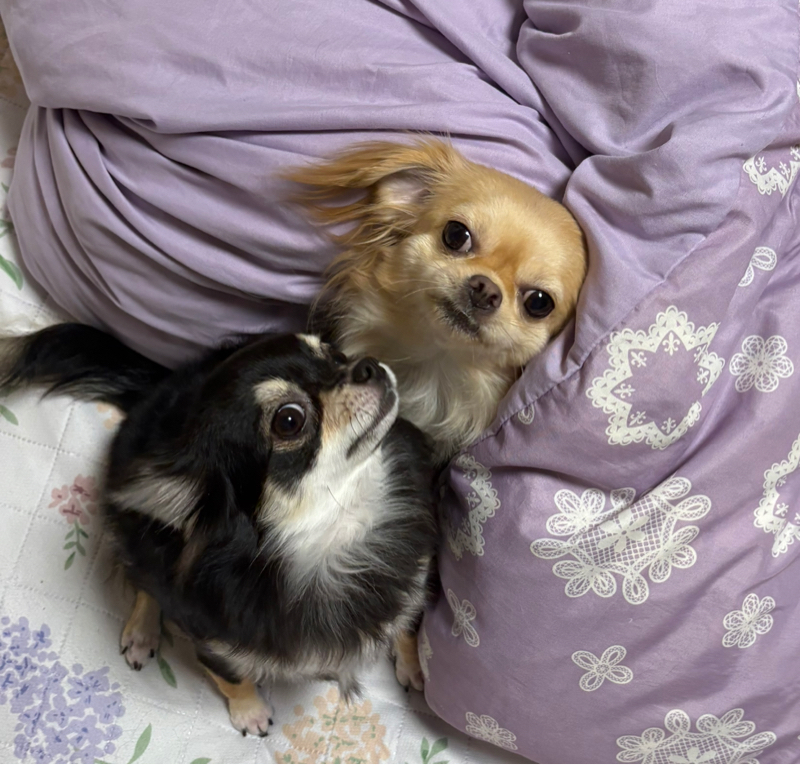 久しぶりの休日、寝溜めで終わってしまった#577