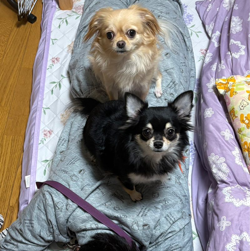 かまし兄弟 #583