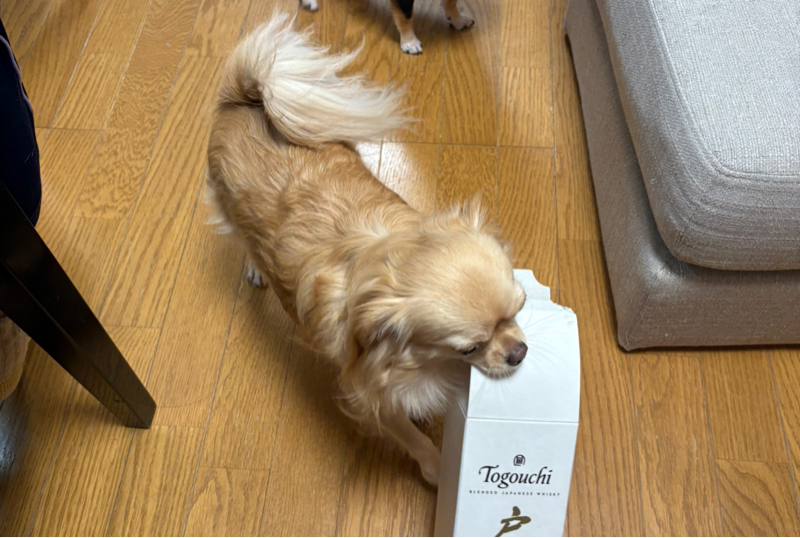 戸河内のウイスキーの空箱を自分のオモチャ箱にシレっと持っていくラッキーちゃん！かわいい〜！#592