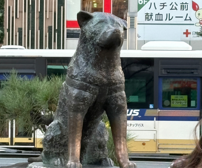 ハチ公　いたーー！でも、すでに迷子のラベンダー！#604