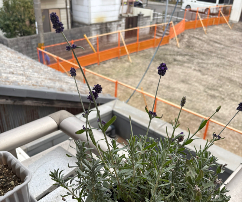 昨日退院！　1ヶ月ぶりにベランダのラベンダーの鉢を見たら、真冬なのに 花を咲かしてくれてた！#619