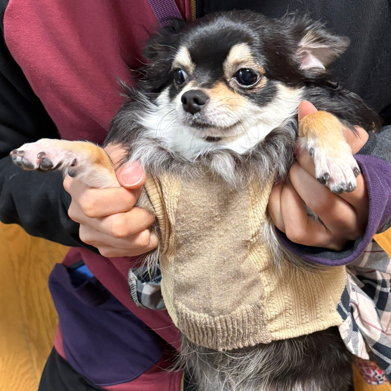 チワワのおつきちゃんが、おデブちゃんになりすぎて（笑）服のお直しをしてあげた。ピッタリ！#631