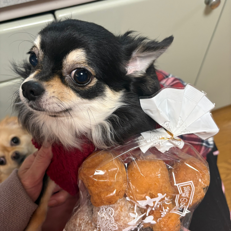 「ラベンダーのお悩み相談コーナー」を開設します！みなさんのお便りお待ちしてます！#623