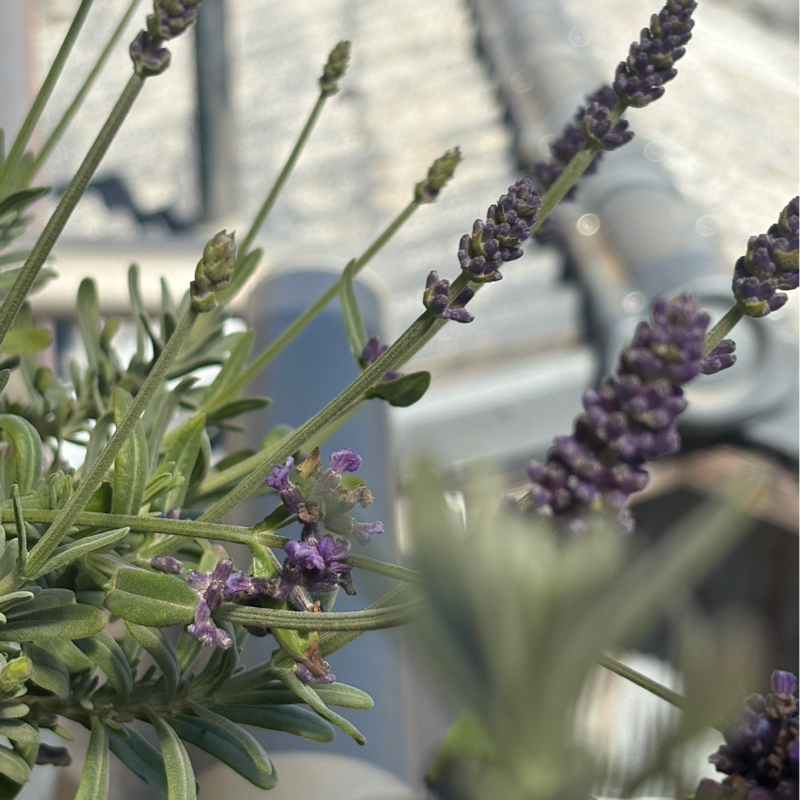 まだ寒いのに…ベランダのラベンダーが越冬して咲き始めている〜！私は まだまだ越冬中ですが…#636