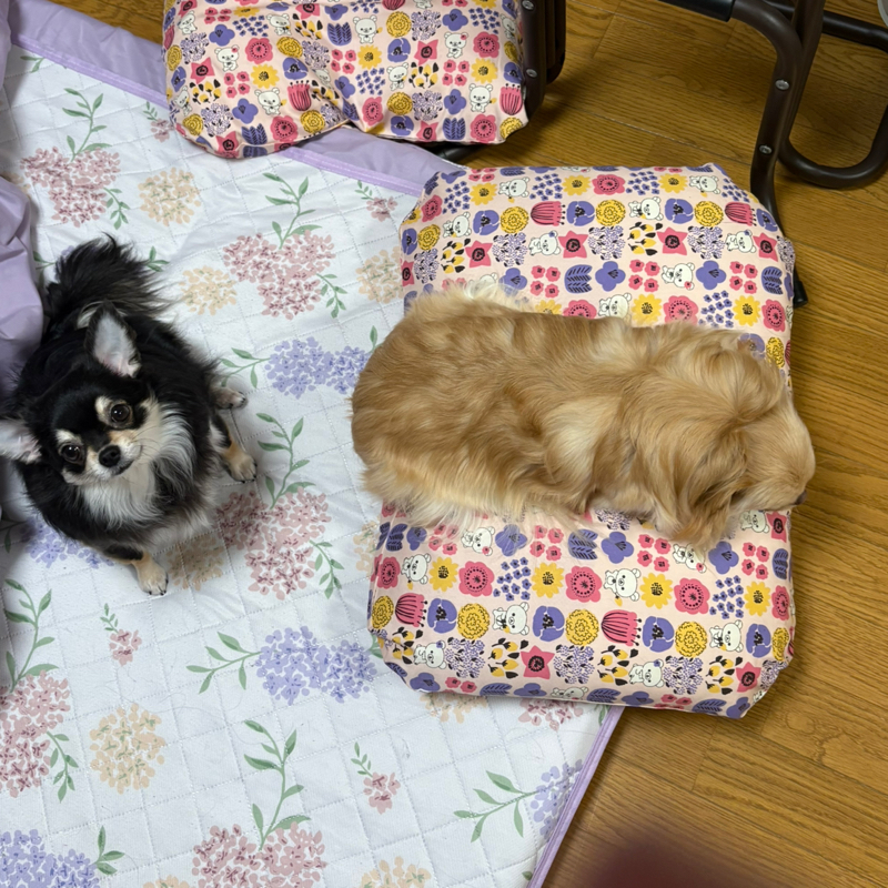 今どき、便箋やハガキって 家に常備してないよねぇ〜#637