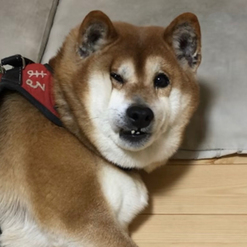 せっかく寝てるのに、急に起こされた迷惑顔の柴犬まるちゃん12才！#639