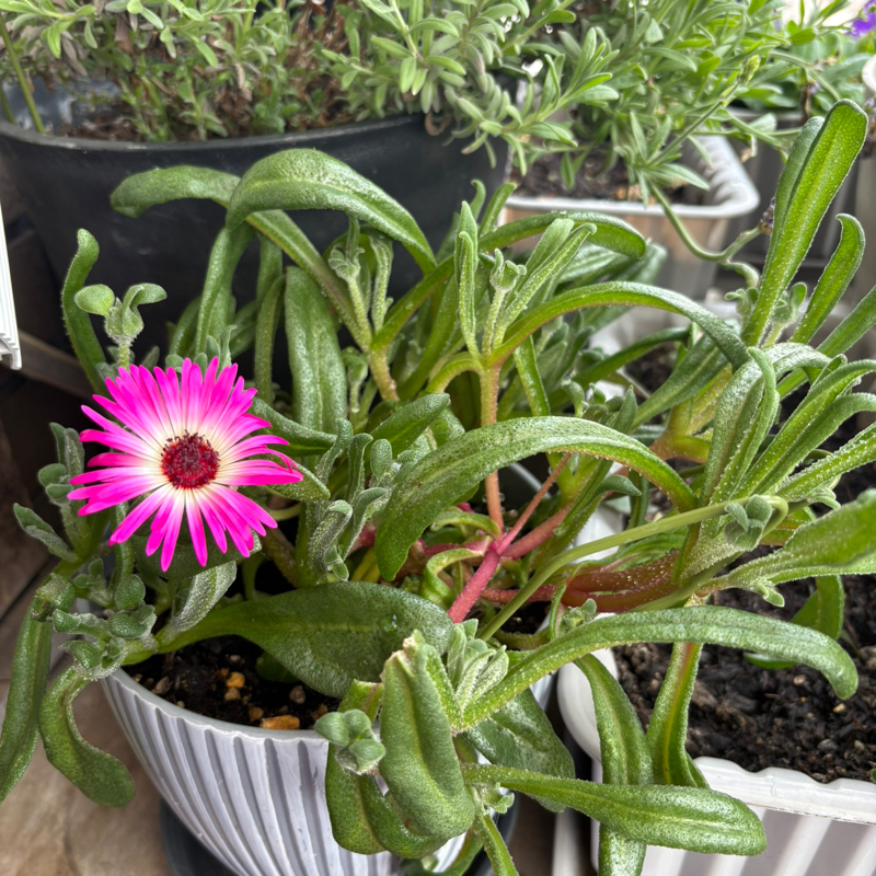 いきなり知らん花がベランダに咲いてたッ！#642