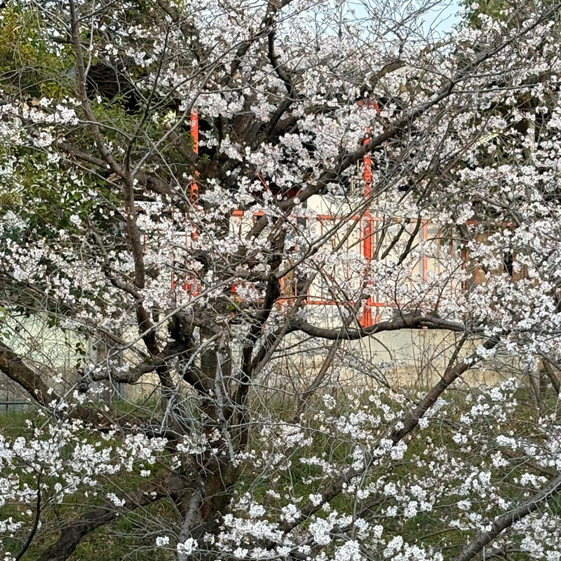 雨がシトシト降って、花冷えの疎水べりの桜です#643