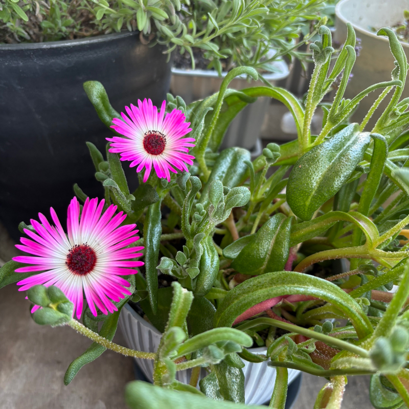 ベランダで私を驚かせてくれたお花の2輪目が咲いててビックリ！あ〜可愛い！#644