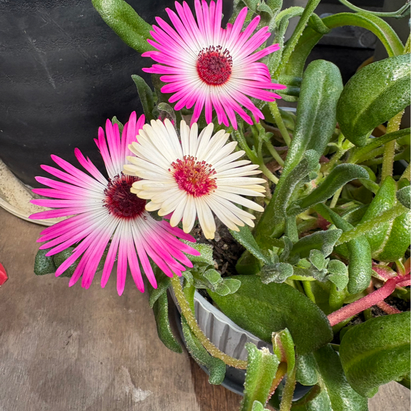 白も⁉︎ おったんかいッ！#646