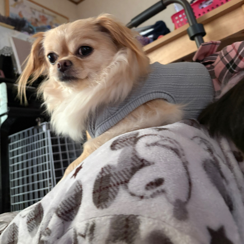 次男の背中はワタシの場所よ！と言いたげな顔をしてるラッキーちゃん#647