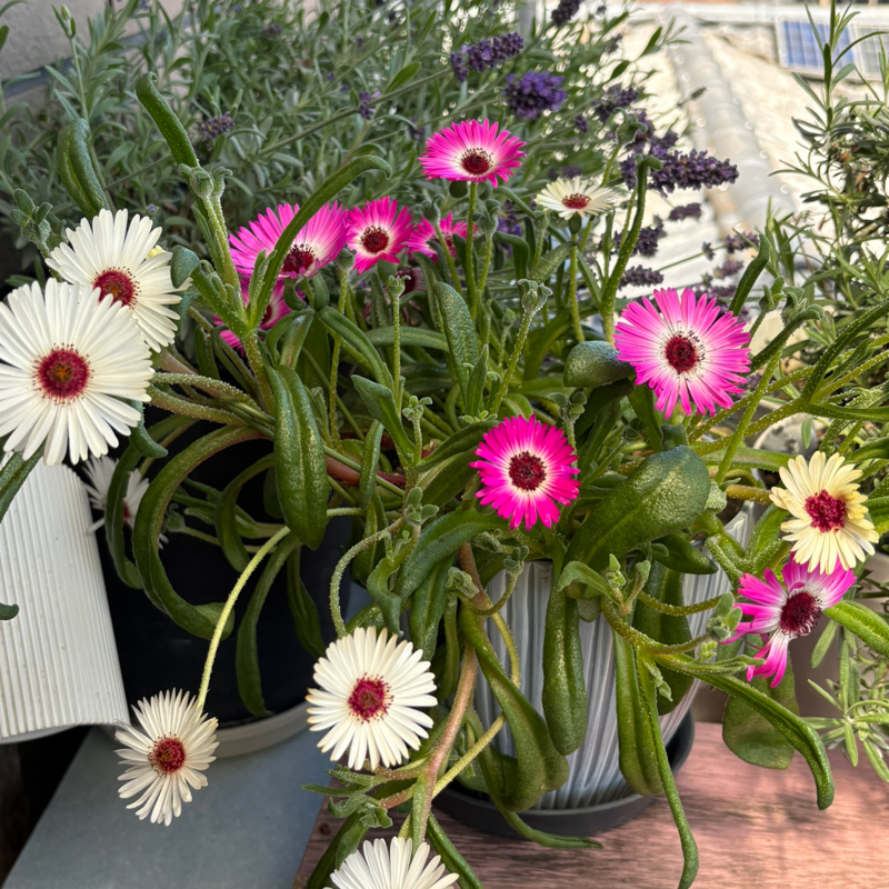 名前のわからない花が乱れ咲き状態。太陽がないときや曇りの日でも花びらを閉じてます#648