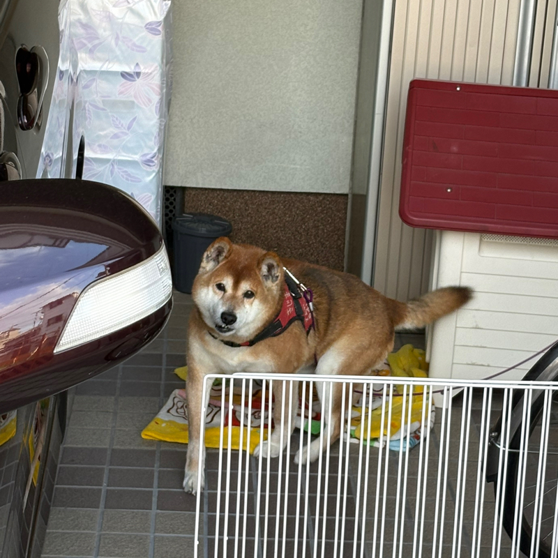 82才のお父ちゃんの手術 無事成功！入院中、お預かりしている柴犬マルちゃんも元気です#649