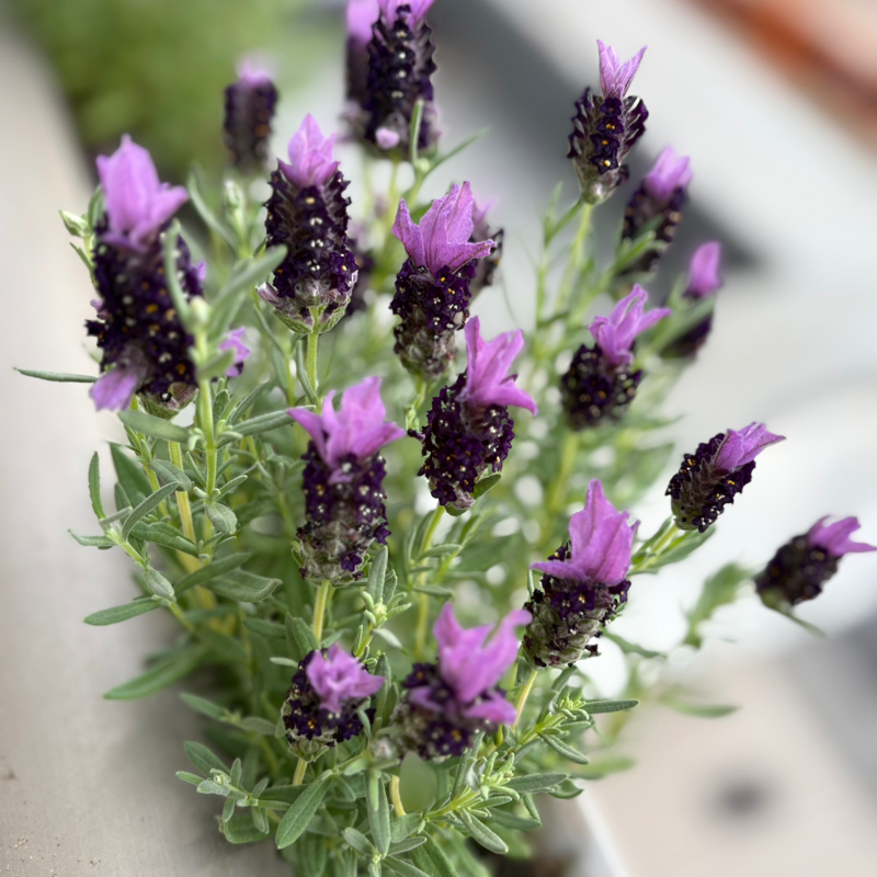 ベランダのラベンダーです　コレは今年の苗です　ラベンダーも咲いている、私も咲きたいッ！#651