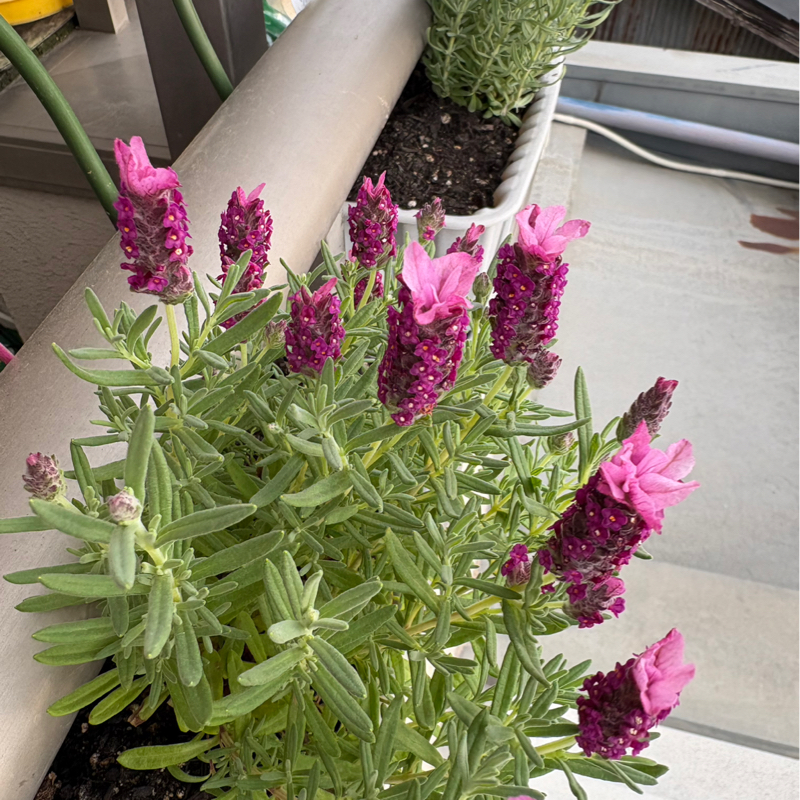 明日、お父ちゃん退院です。マルちゃん、おりこうさんに留守番してたね#652