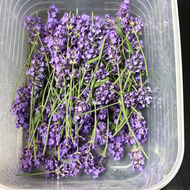 今年の初収穫のラベンダーの花です。ラベンダー荒木の舞台の本番用コサージュにします#662
