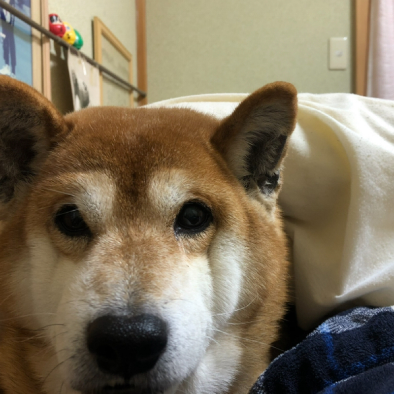 老々介護のマルちゃん。なんとなく、おじいさんの表情になってきたような気がする〜#665