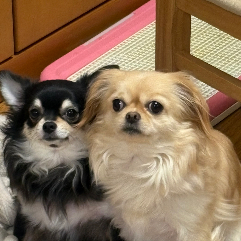 クリーム色のチワワがラッキーちゃん2歳、黒色がおつきちゃん1歳、かわいすぎるぅぅぅ〜！#671